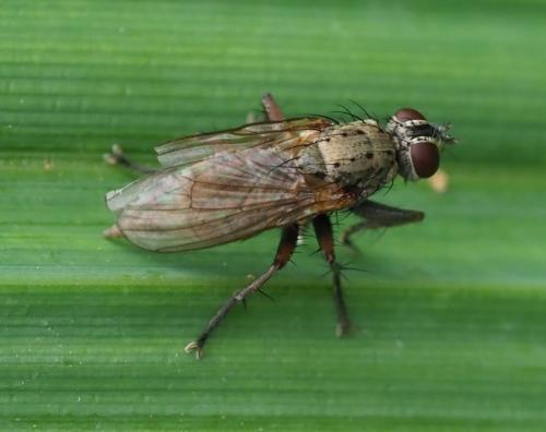 Réf. 261 769 : Coenosia tigrina